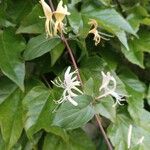 Lonicera japonica পাতা