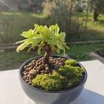 Sedum cepaeaDeilen