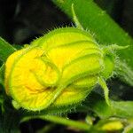 Cucurbita pepo Flower