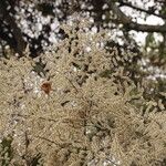 Monosis conferta Flor