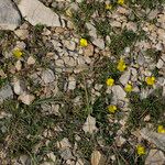 Ononis striata Other