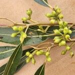 Eucalyptus saligna Flor