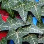 Hedera canariensis Leaf