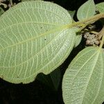 Miconia costaricensis Leaf