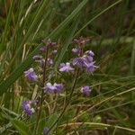 Veronica officinalis Flower