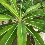 Euphorbia mellifera Lapas