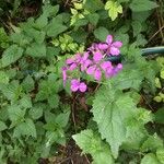 Lunaria annuaЦвят