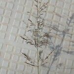 Eragrostis cylindriflora Кветка