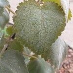 Tetradenia riparia Leaf