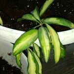 Hoya wayetii Leaf