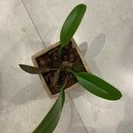 Bulbophyllum longiflorum Φύλλο