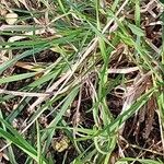 Sesleria caerulea Blad