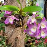 Dendrobium nobile Blüte