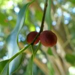 Ficus benjamina Meyve