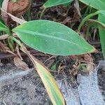 Canna glauca Blad