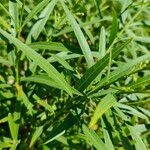 Freylinia lanceolata Hoja