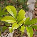 Rosa laevigata Leaf
