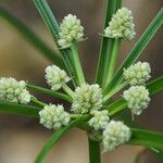 Cyperus luzulae Flower