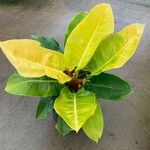 Philodendron melinonii Liść