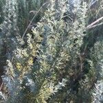 Artemisia caerulescens ᱥᱟᱠᱟᱢ