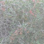 Gymnosporia buxifolia Fruto