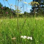 Peucedanum cervaria Hábito