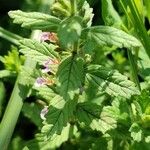 Teucrium scordium Blad