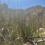 Ephedra viridis Leaf