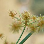 Cyperus diffusus 花