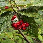 Cotoneaster bullatus Frucht