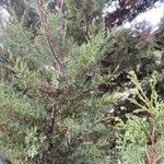 Juniperus phoenicea Folha