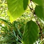 Betula davurica Leaf