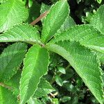 Cyphostemma vandenbrandeanum Лист