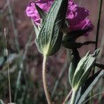 Cistus x timbalii Folha