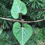 Metaplexis japonica Leaf