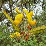 Adenocarpus complicatus Květ