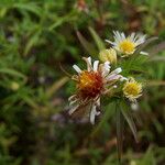 Symphyotrichum × salignum Flower