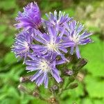 Cicerbita alpina Blomst