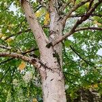 Betula papyrifera बार्क (छाल)