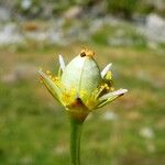 Parnassia palustrisFruit