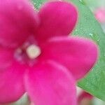Jasminum beesianum Flor