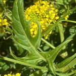 Sisymbrium austriacum Hoja