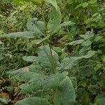 Eutrochium purpureum Leaf