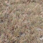 Puccinellia distans Natur