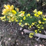 Ulex parviflorus 花