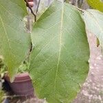 Tabebuia roseoalba Blatt