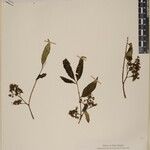 Zanthoxylum oxyphyllum Altro