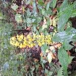 Solidago flexicaulisKvet