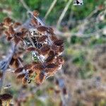 Xanthium orientale Fruit