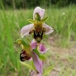 Ophrys apifera Blomma